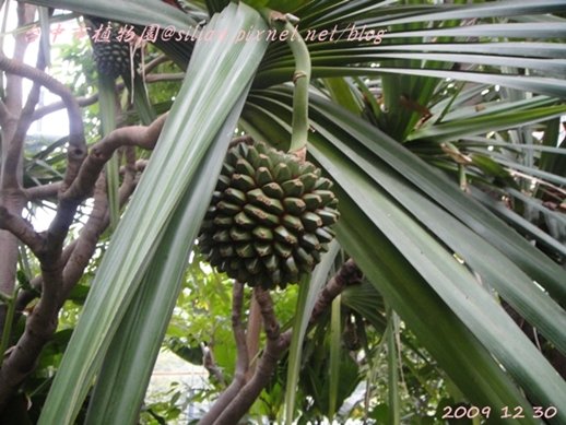 台中植物園  20091230 162140