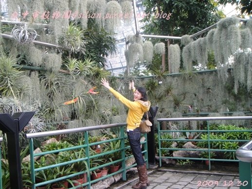 台中植物園  20091230 162752