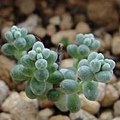 Sedum brevifolium &apos;Quinquefarium&apos; / 微風天使 / そよ風の天使