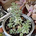 Sedum makinoi f.variegata / 覆輪丸葉萬年草 / 斑入りマルバ