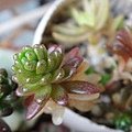 Sedum oryzifolium f. pumilum / オカタイトゴメ (ステップストーン)