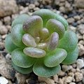 Sedum oreganum / オレガナム