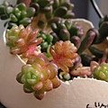 Sedum oryzifolium / 大唐米 / タイトゴメ