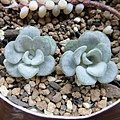 Sedum spathulifolium &apos;Cape Blanco&apos; / ケープブランコ / 白雪みせばや