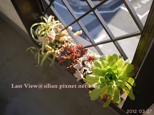 20120327 160135 Succulents