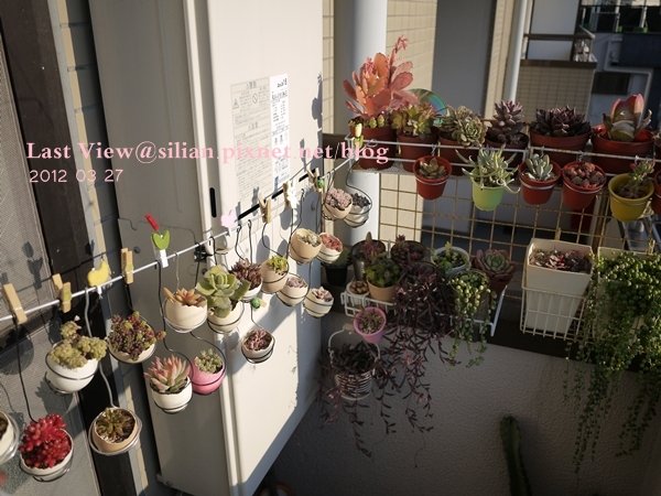 20120327 162823 Succulents