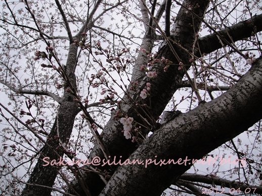 20120407 162743 Sakura