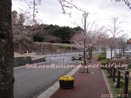 20120407 162827 Sakura