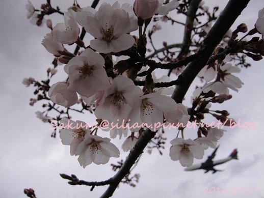 20120407 162902 Sakura