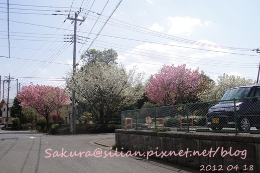 20120418 133629 Sakura