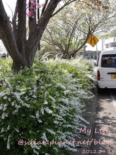 20120418 133720 Sakura