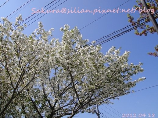 20120418 133739 Sakura