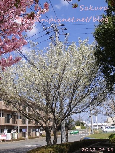 20120418 133752 Sakura