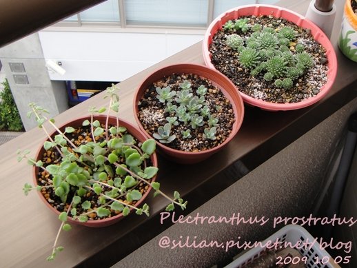 20091005 DSC05400 Plectranthus prostratus / 臥地延命草 / プロストラーツス