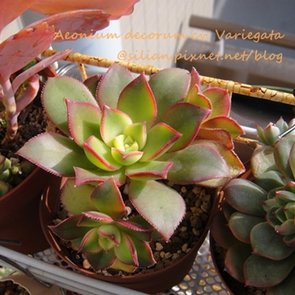 Aeonium decorum cv. Variegata /夕映