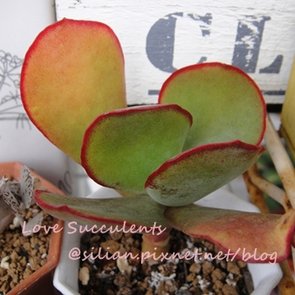 Cotyledon macrantha / 紅覆輪