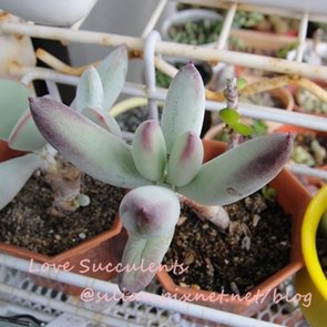 Cotyledon orbiculata / 上海娘 / オルビキュラータ