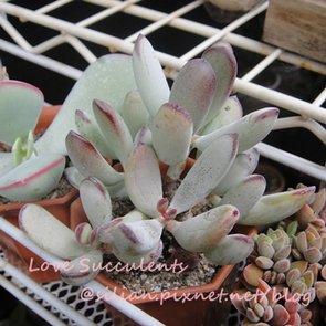 Cotyledon orbiculata var. oophylla / 福娘 / オフェリア