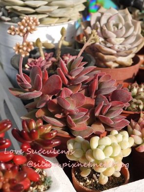 Crassula atropurpurea var. watermeyeri / ワーテルメイエリー