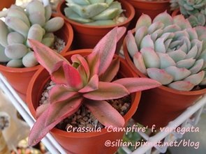 Crassula &apos;Campfire&apos; f. variegata / 火祭之光 / 火祭の光