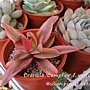 Crassula &apos;Campfire&apos; f. variegata / 火祭之光 / 火祭の光