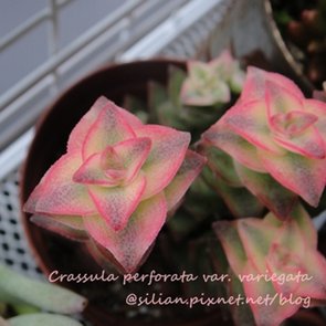 Crassula perforata var. variegata / 南十字星