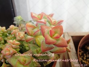 Crassula rupestris f. / 愛星