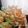 Crassula rupestris f. / 愛星