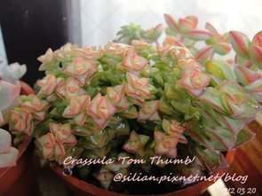 Crassula &apos;Tom Thumb&apos; / 姬星 / 小米星 / トムサム　