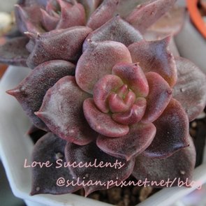 Echeveria