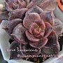 Echeveria