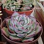 Echeveria chihuahuaensis / 吉娃娃 / 吉娃蓮 / チワワエンシス