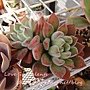 Echeveria cv. Bombycina / 白閃冠 / ボンビシナ 