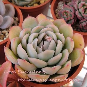 Echeveria cv. Crystal / クリスタル