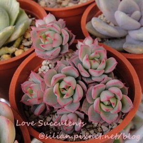 Echeveria cv. Victor / 紅化粧