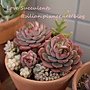 Echeveria cv. Victor / 紅化粧