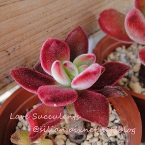 Echeveria harmsii / 花之司 / 花の司 / ハムシー