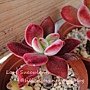 Echeveria harmsii / 花之司 / 花の司 / ハムシー