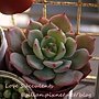 Echeveria &apos;kircheriana&apos; / キルヒネア