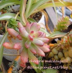 Echeveria macdougallii / 紅稚兒 / 紅稚児