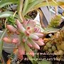 Echeveria macdougallii / 紅稚兒 / 紅稚児