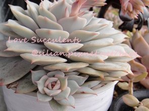 Echeveria Lola / 蘿拉 / ローラ