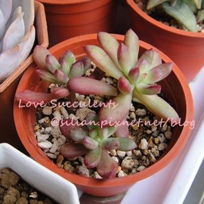 Echeveria macdougallii / 紅稚兒 / 紅稚児