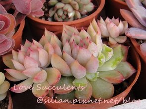 Echeveria &apos;MEBINA&apos; / 女雛