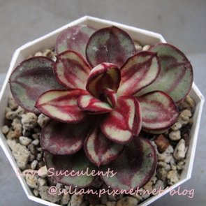 Echeveria nodulosa / 紅緣蓮座草 / 丸葉紅司 / マルバベニツカサ 