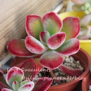 Echeveria pulvinata / 錦晃星 / キンコウセイ / 寒月