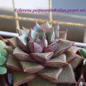 Echeveria purpusorum / 大和錦