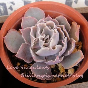 Echeveria shaviana / 祇園之舞 / シャビアナ