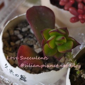 Echeveria spectabilis / 久米舞