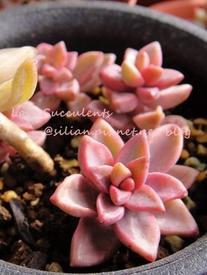 Graptopetalum &apos;BRONZ&apos; variegata / 姬朧月錦 / ブロンス姫光